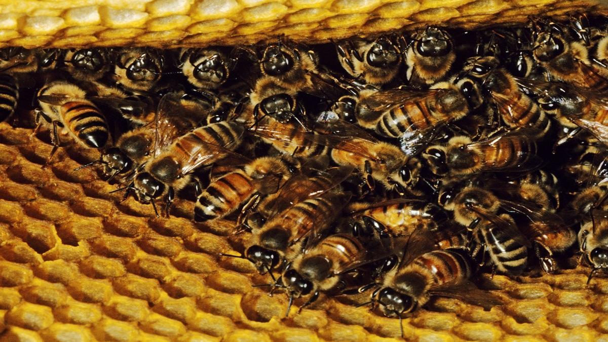 Honey bee farming