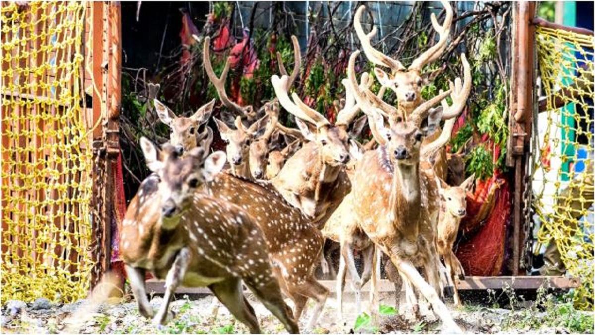 फोटो सौ. (ट्विटर- @ParveenKaswan)