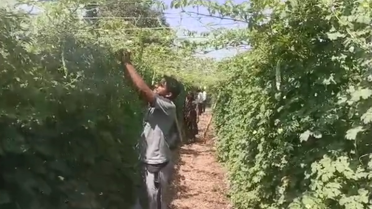 किसान की दुनिया में मिठास लाया कड़वा करेला, 4 महीने में 5 लाख तक का मुनाफा