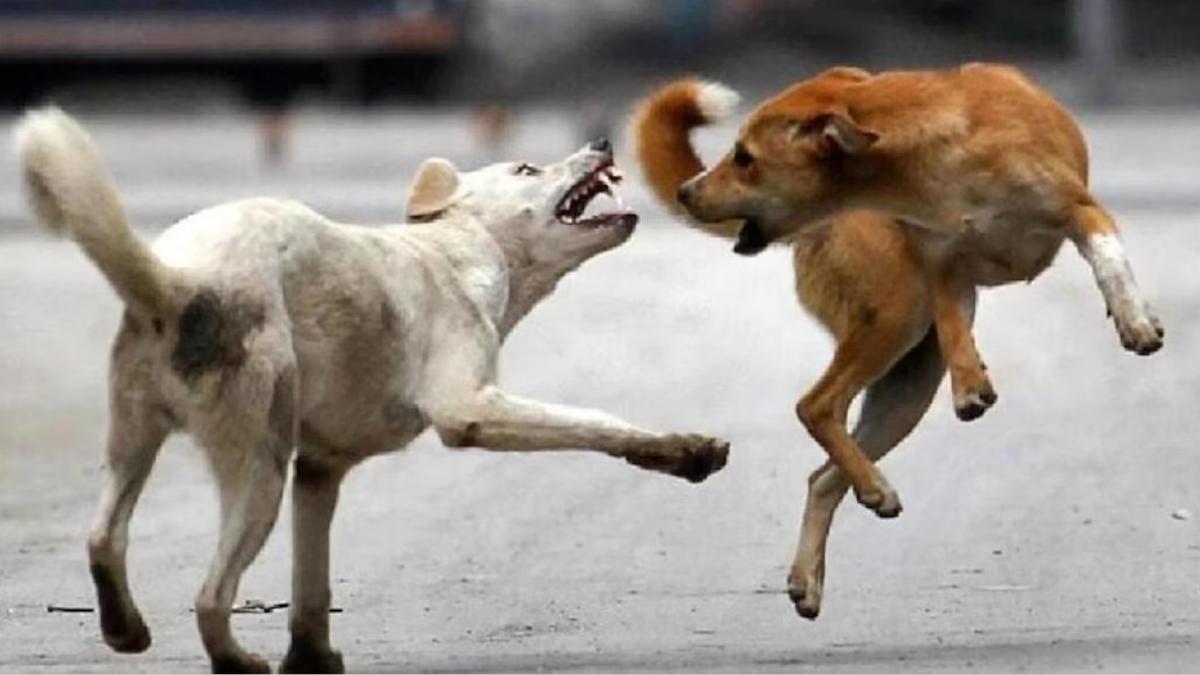 प्रतीकात्मक फोटो 