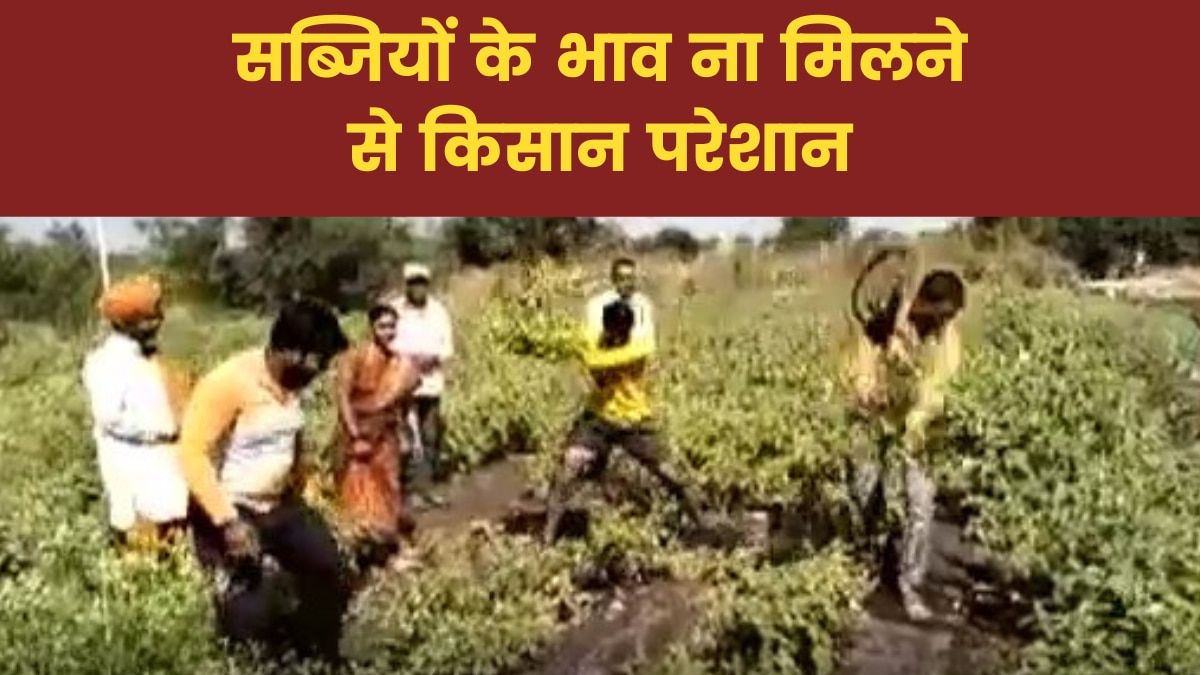 Maharashtra News: किसान को 100 किलो बैंगन के मिले सिर्फ 66 रुपये, उखाड़ फेंकी फसल