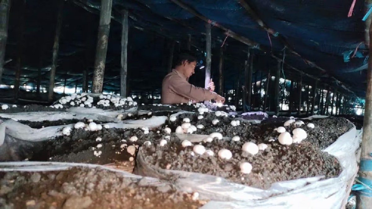 Mushroom farming