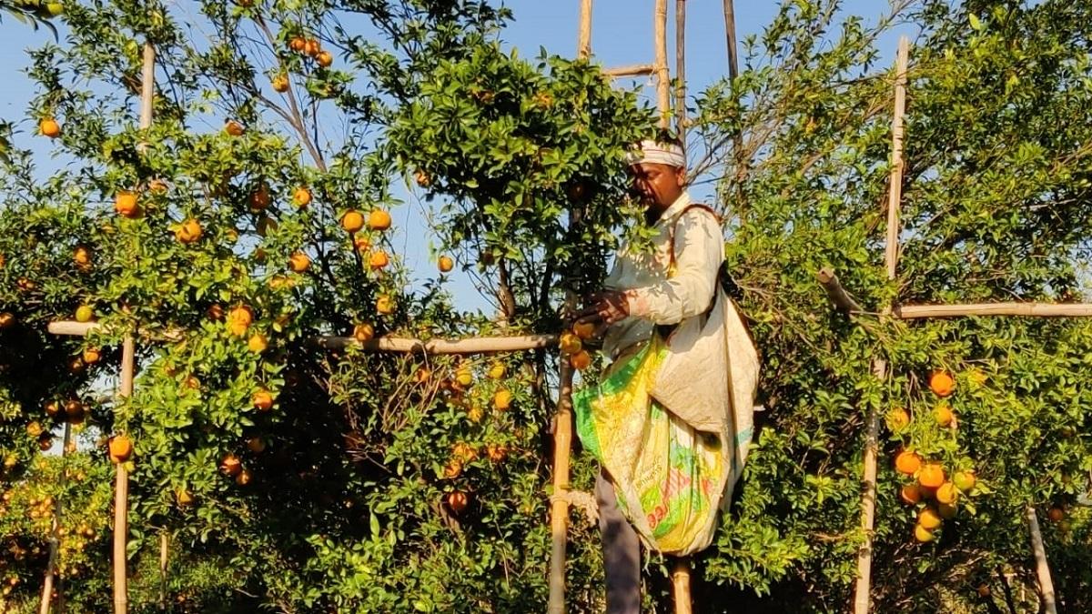 Orange Farming
