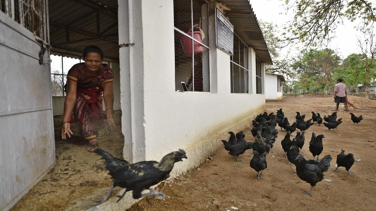 Poultry Farming