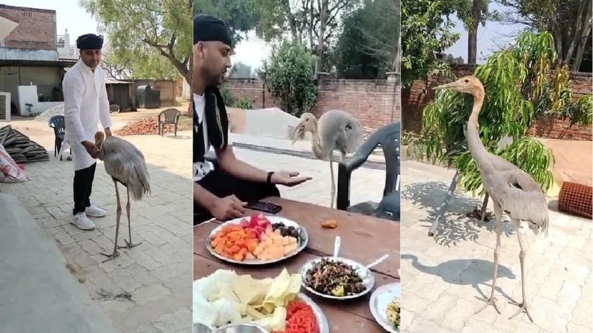 अफरोज और सारस.