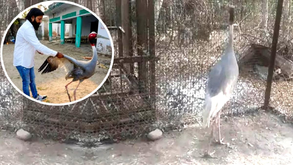 सारस अब कानपुर चिड़ियाघर पहुंच गया.