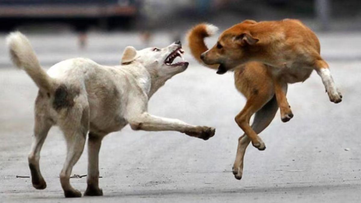 आवारा कुत्तों के हमले में गई 2 बच्चों की जान