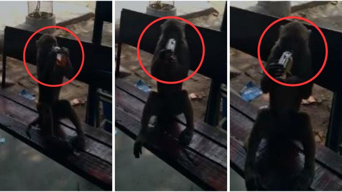 सोशल मीडिया पर शराबी बंदर का वीडियो वायरल.