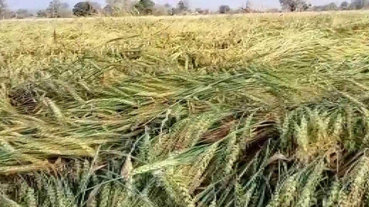 बेमौसम बरसात से किसान परेशान, बर्बाद हुई लीची, आम और गेहूं की फसल