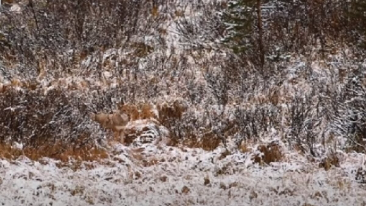 Photo- mind oddities