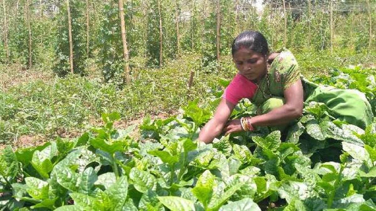 Jharkhand woman farmer success story