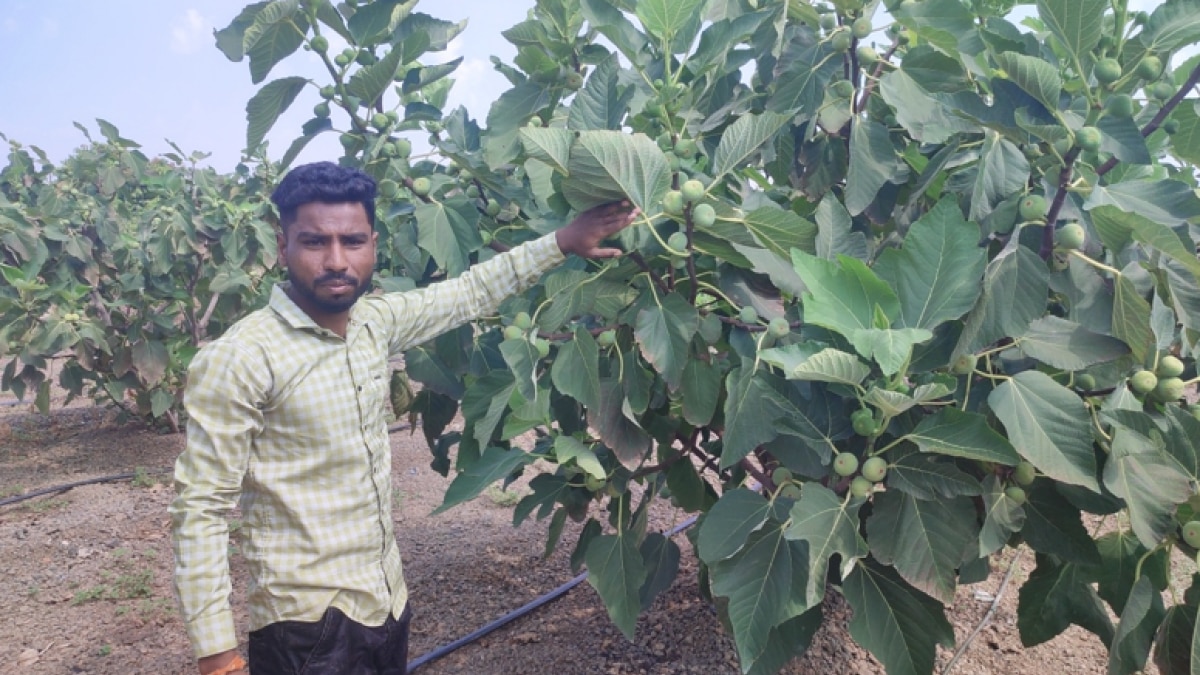 Anjeer farming