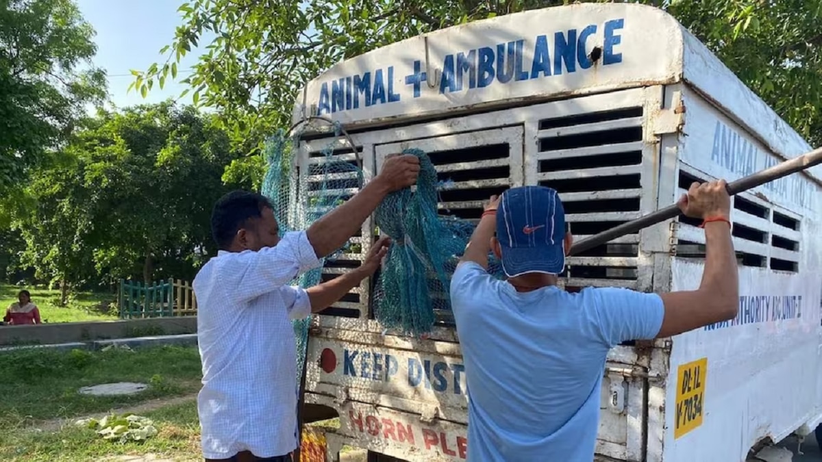 Ambulance for animals