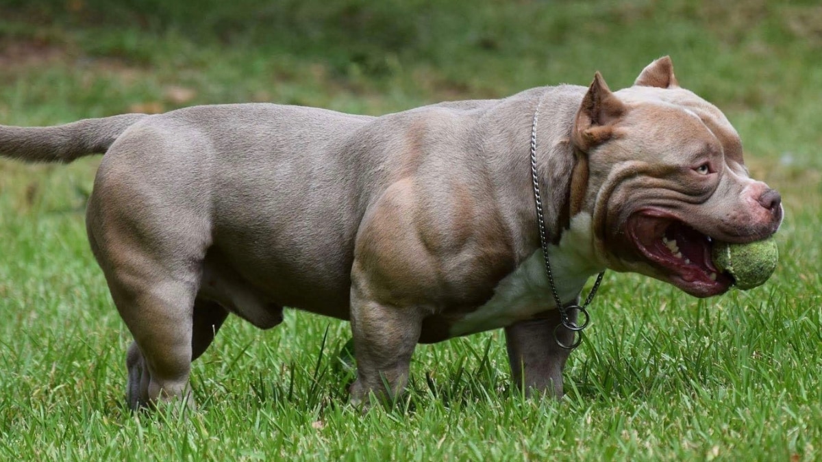 अमेरिकन बुली डॉग (फोटो- 101डॉग ब्रीड्स)