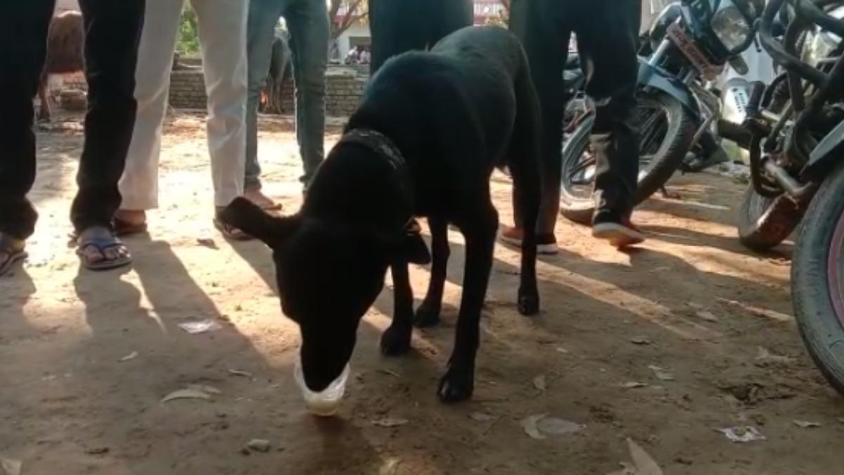 भोज में इस तरह इलाके के कुत्तों को परोसा गया खाना.