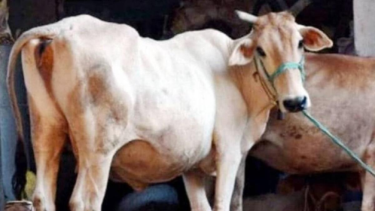गाय खरीदने का 90% का खर्चा दे रही है राज्य सरकार! ऐसे उठाएं फायदा