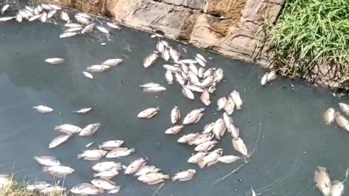Fish died in Maharashtra Nira River