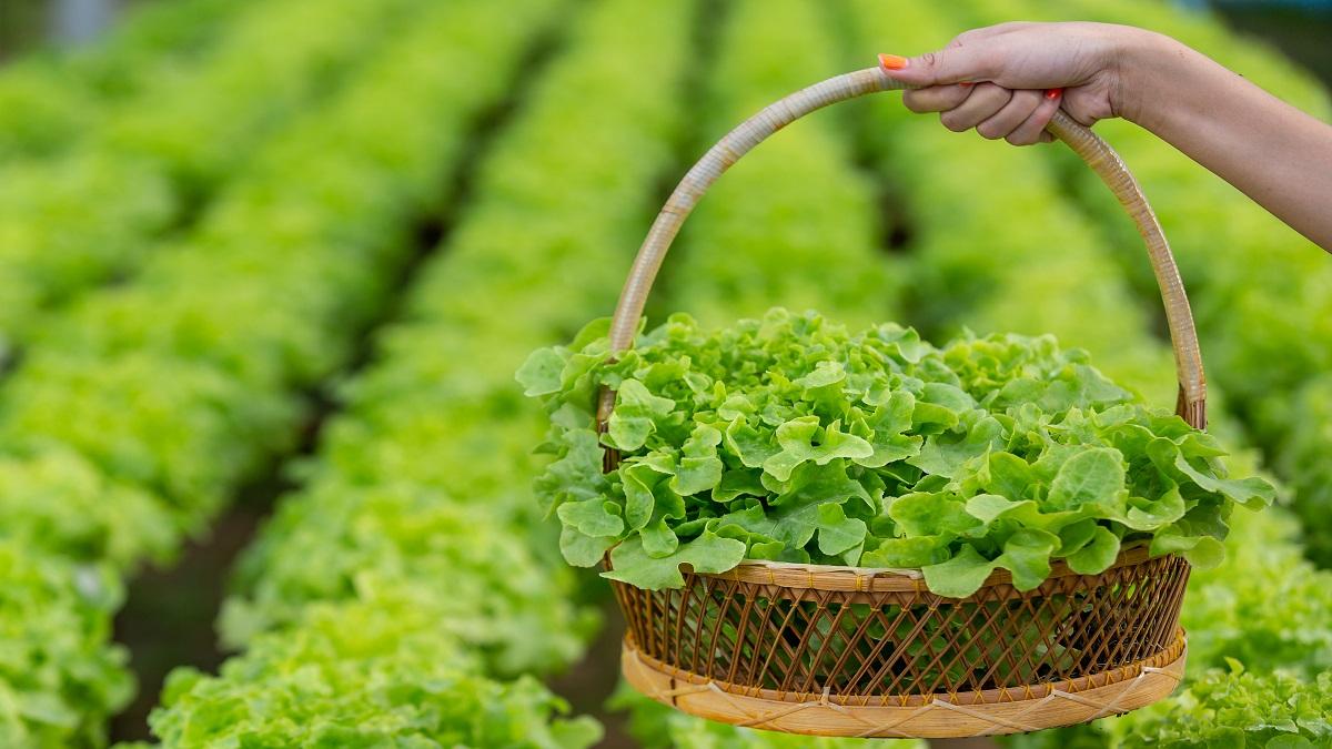Lettuce leaf cultivation