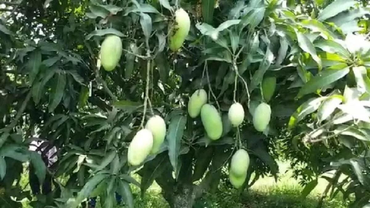 Mango crop