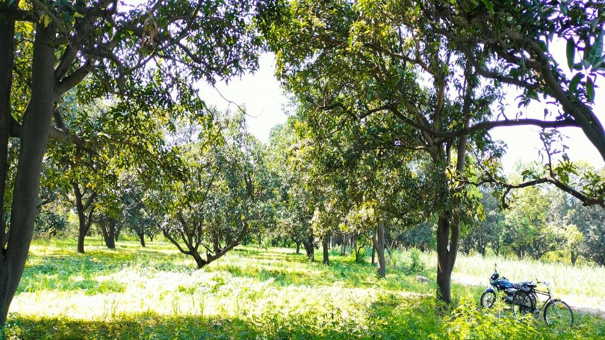 Mango farming