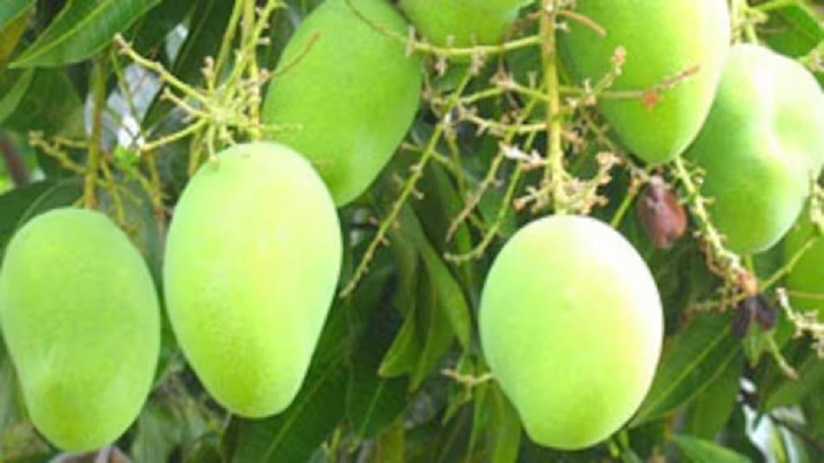 Mango Farming