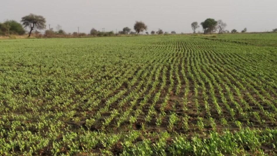 Government Scheme: कम पानी की खपत में इन फसलों की खेती करें किसान, 80% तक मिल रही सब्सिडी - haryana government providing 80 percent subsidy on moong and dhaincha farming lbsa - AajTak