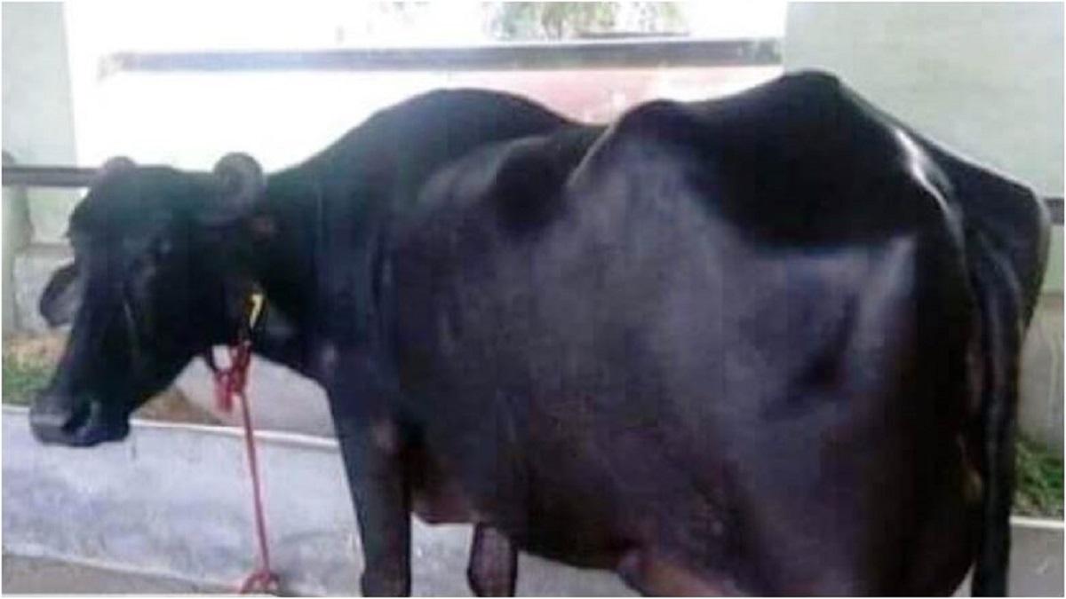 मुर्रा नस्ल की है गंगा भैंस.