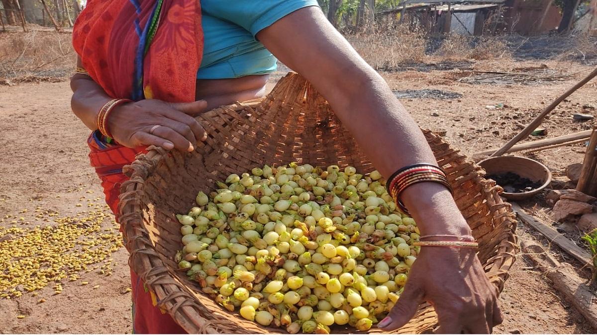 Mahua farming