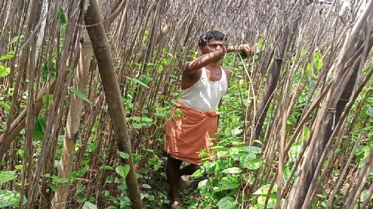 मगही पान