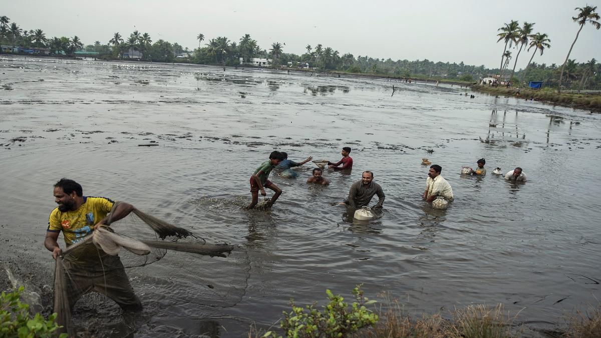 Rice fish farming( Pic credit: AP)