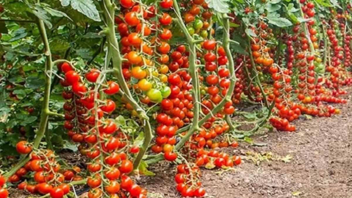 चेरी टमाटर की खेती