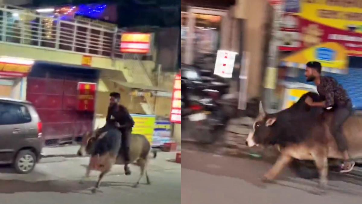 सांड की सवारी का वीडियो वायरल (फोटो- ट्विटर) 