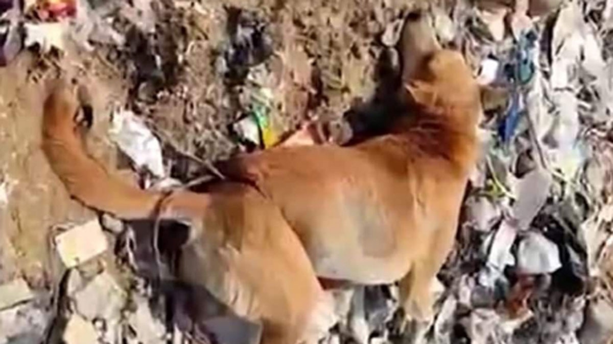 कुत्ते की लोहे के सरिया से पीट-पीटकर हत्या