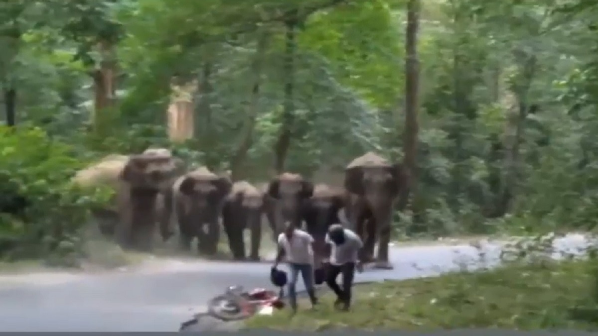 Video: हाथियों के सामने सड़क पर गिर गए बाइक सवार दो लोग, फिर...