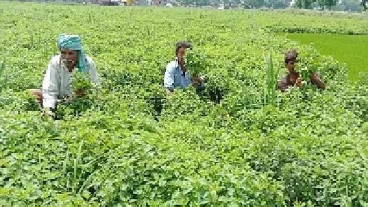 Subsidy for not sowing paddy