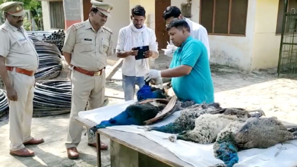 5 मोर संदिग्ध अवस्था में मृत पाए गए