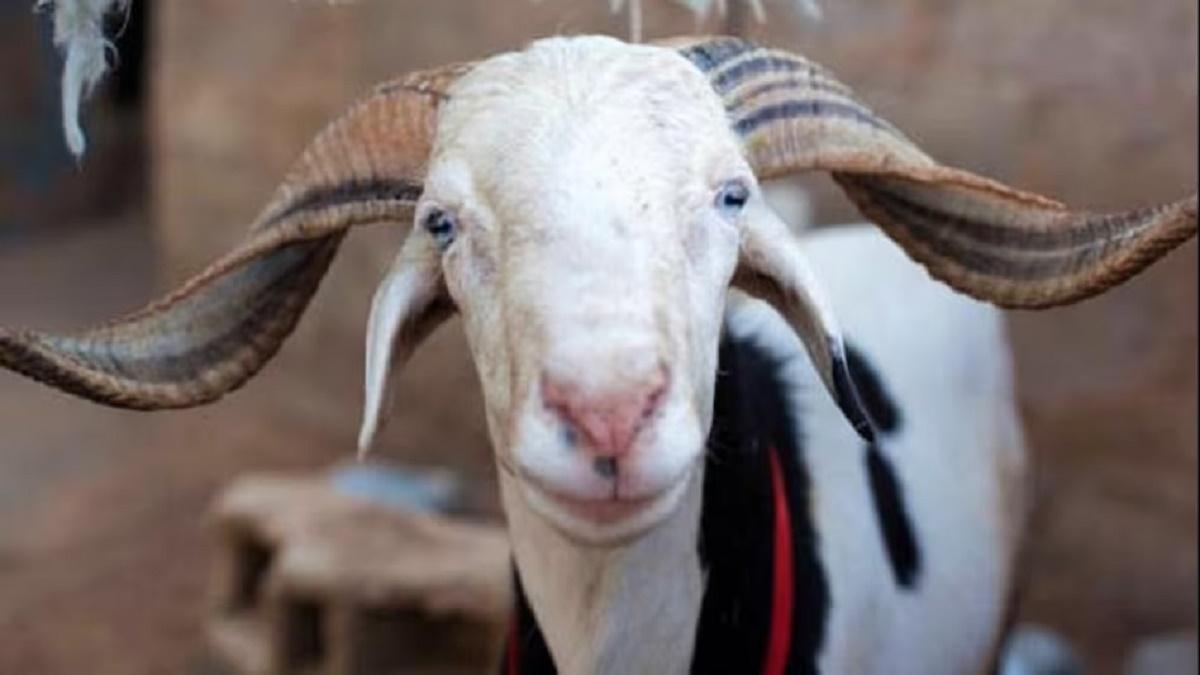 Goat Farming