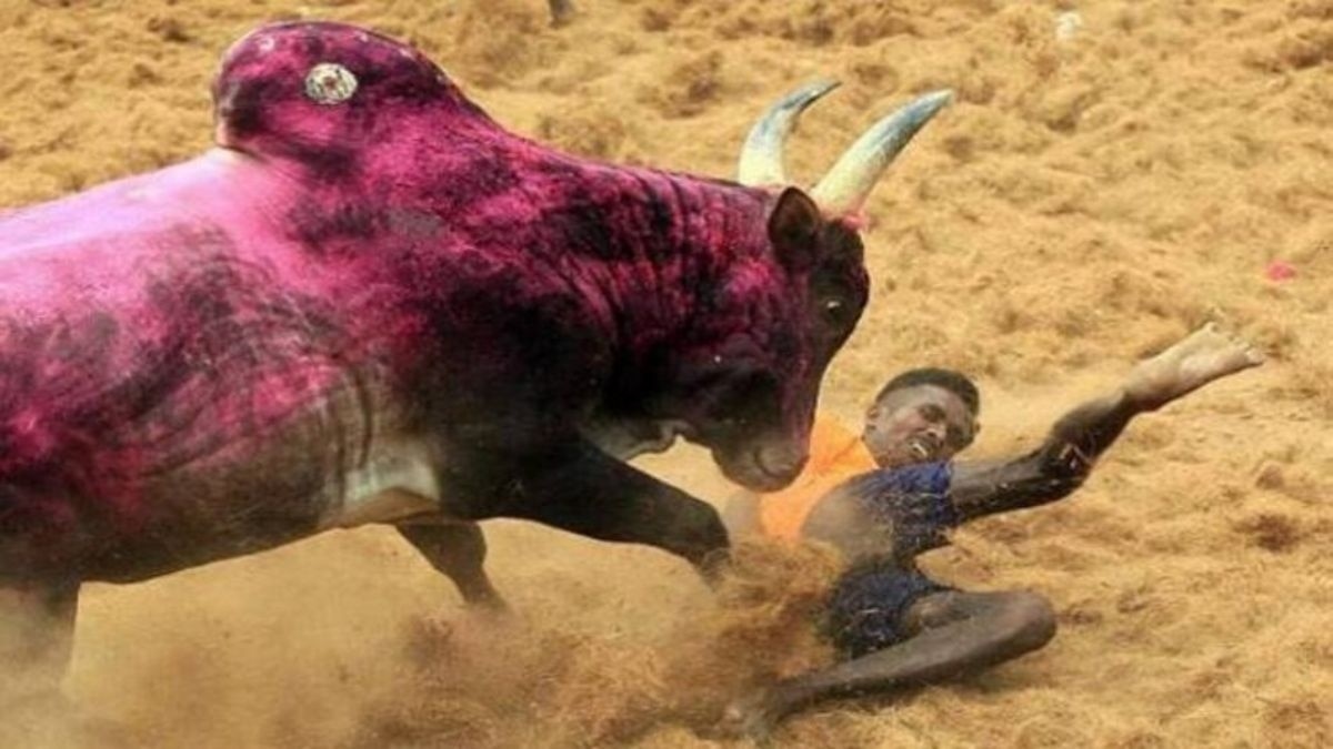 जल्लीकट्टू मामले में सुप्रीम कोर्ट का अहम फैसला (फाइल फोटो)