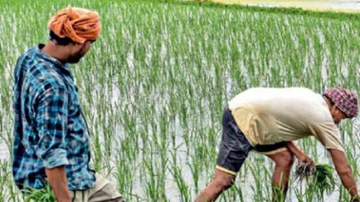 Paddy crop