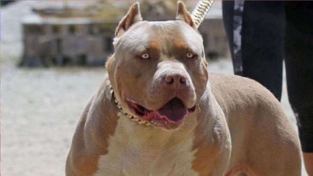 Pitbull का कहर... बच्चे को बुरी तरह नोचा ...