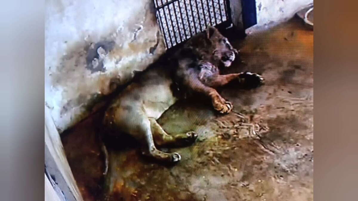 सफारी पार्क में केसरी नामक शेर बीमार