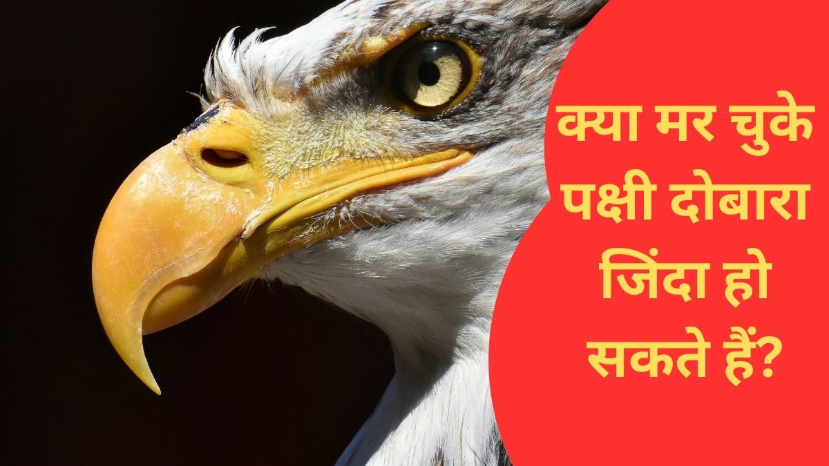 अमेरिका बाल्ड ईगल की आबादी कई वजहों से कम हो रही थी. सांकेतिक फोटो (Unsplash)