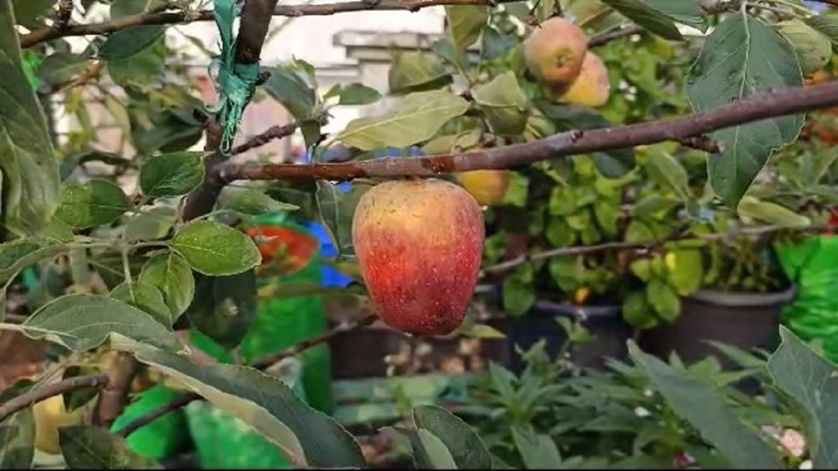 Apple farming