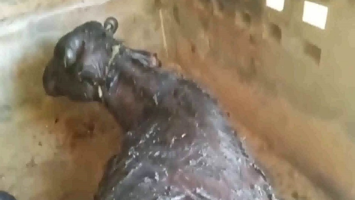 Buffaloes died due to chemical