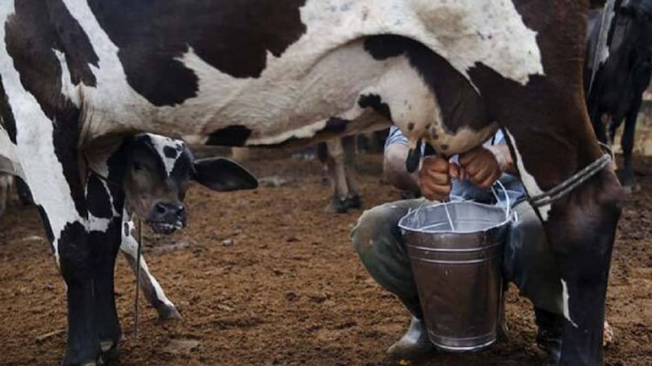 पशुओं की संगीत थेरेपी, बांसुरी की धुन सुनकर ज्यादा दूध देने लगती हैं गाय-भैंस! - music increases cows buffaloes milk yield says study of National Dairy Research Institute of karnal lbsa -