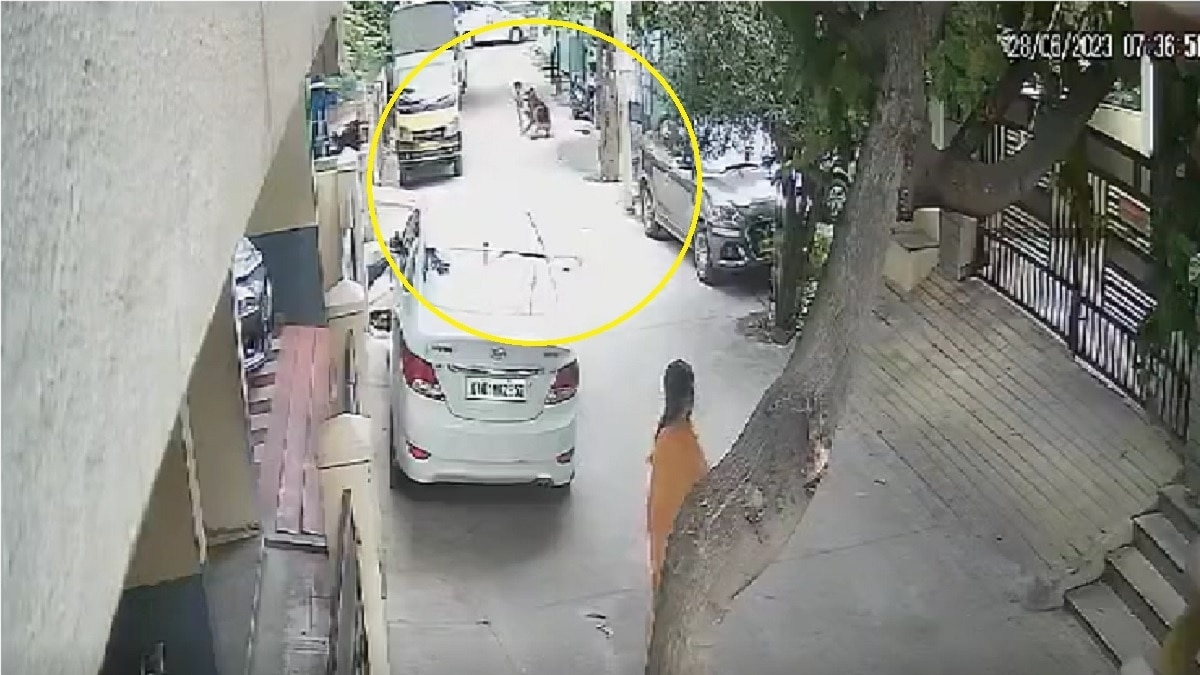 जर्मन शेफर्ड का बच्ची पर हमला