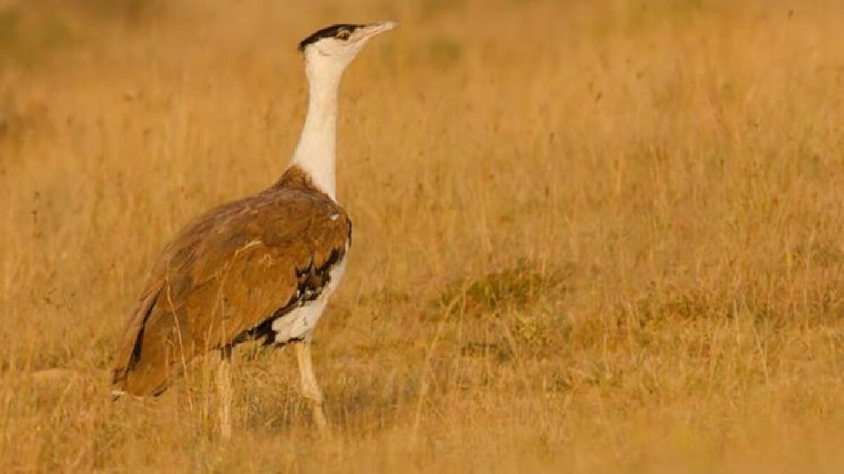Great Indian Bird GIB (Photo: Instagram)