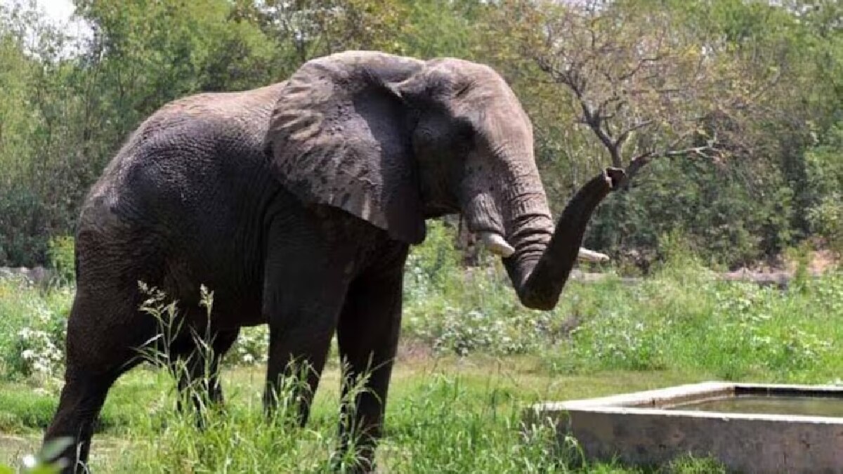 छत्तीसगढ़ में हाथियों के मूवमेंट की हाईटेक निगरानी (फाइल फोटो)