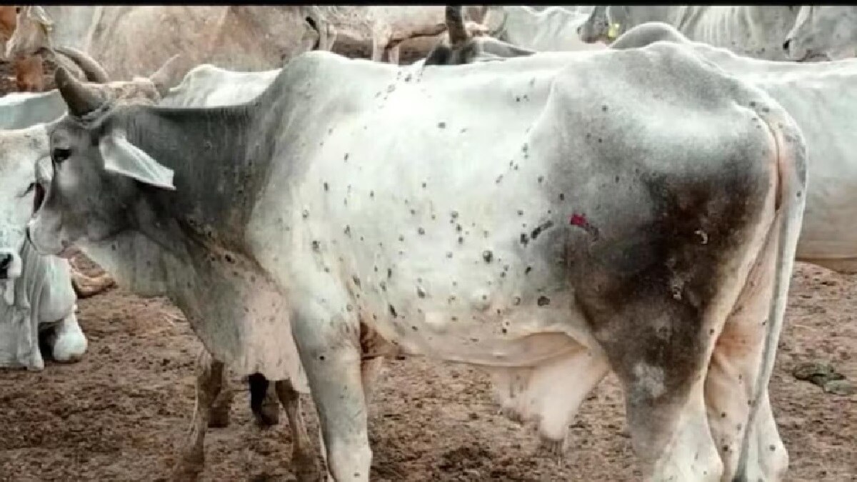 लम्पी वायरस की चपेट में गाय