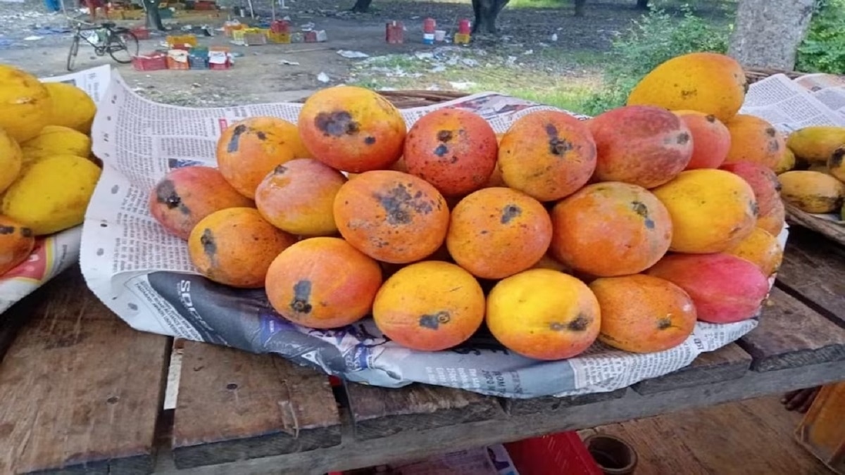Mango farming